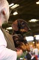 Crufts2010 442